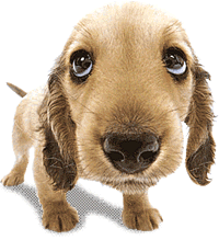 Preppy Pet Moving Dog