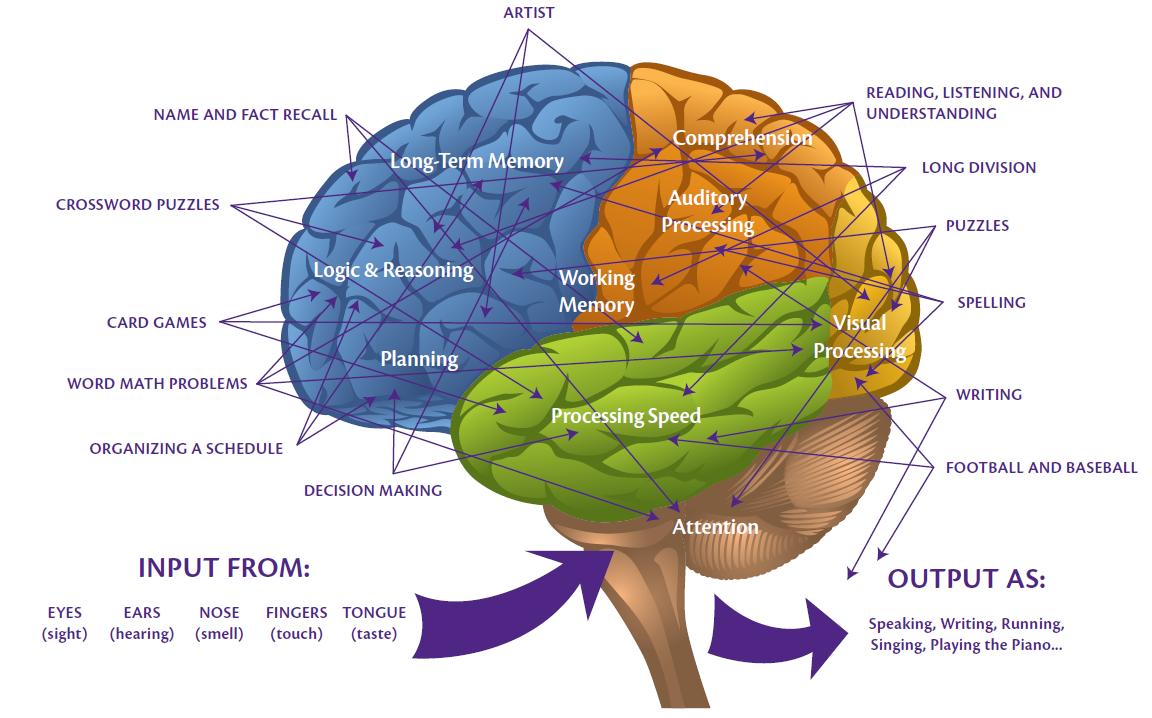 LearningRX3 Learning RX Brain