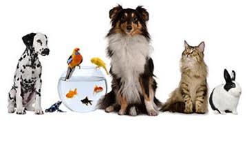 Pets Warehouse Franchise