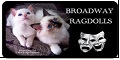 Broadway Ragdolls Cattery