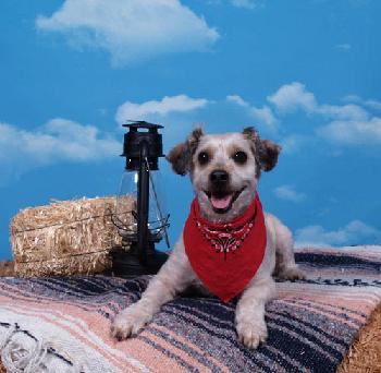 Lil Pals Pet Photography a franchise opportunity from Franchise Genius